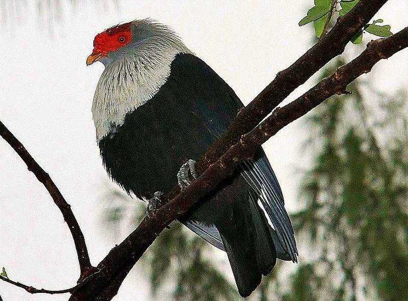 �������ͼƬ