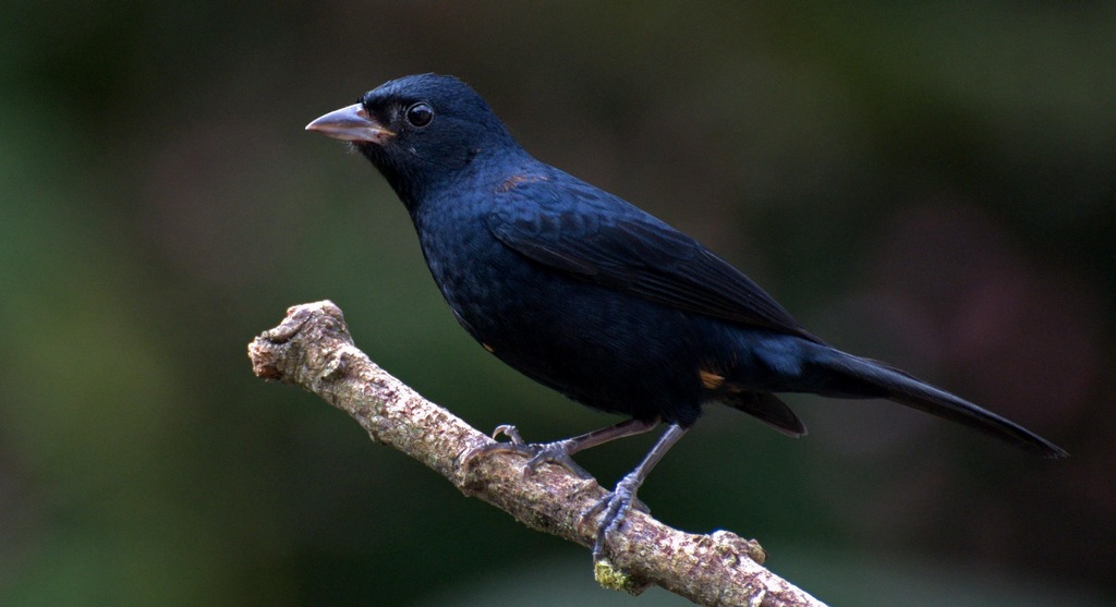 ��ں�����ȸ��ͼƬ