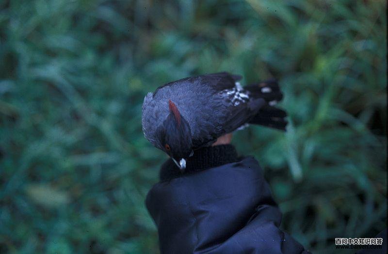 ���ɡ���ͼƬ