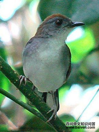 ������ͼƬ