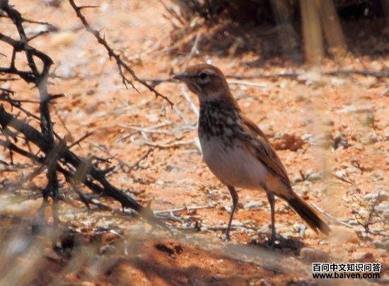 红歌百灵 红歌百灵的图片