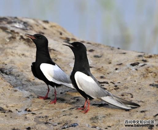 �׳ḡŸ��ͼƬ