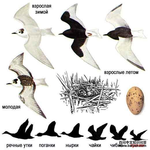 �׳ḡŸ����̬����ͼ