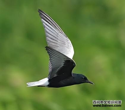 �׳ḡŸ����ֳ��