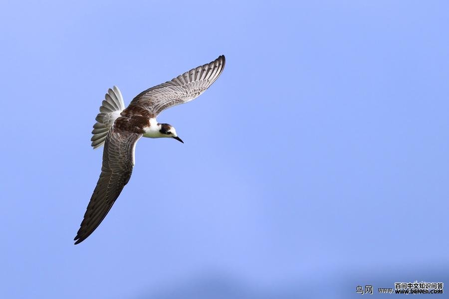 �׳ḡŸ���ǳ���