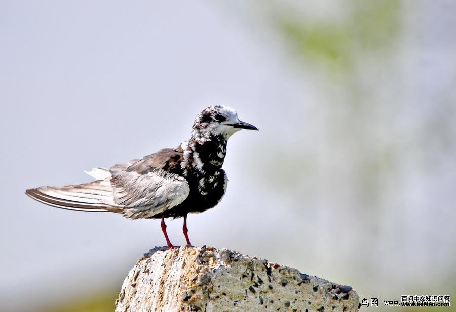 �׳ḡŸ���ǳ���