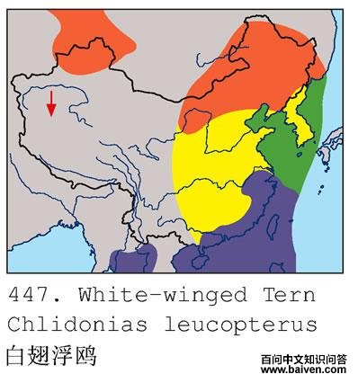 �׳ḡŸ�������ֲ�ͼ