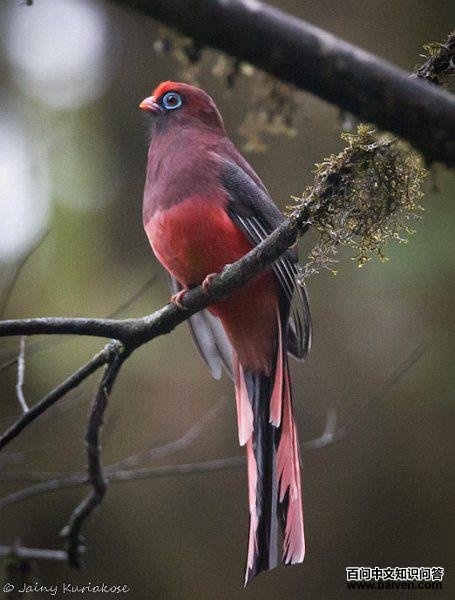 �츹ҧ���ͼƬ