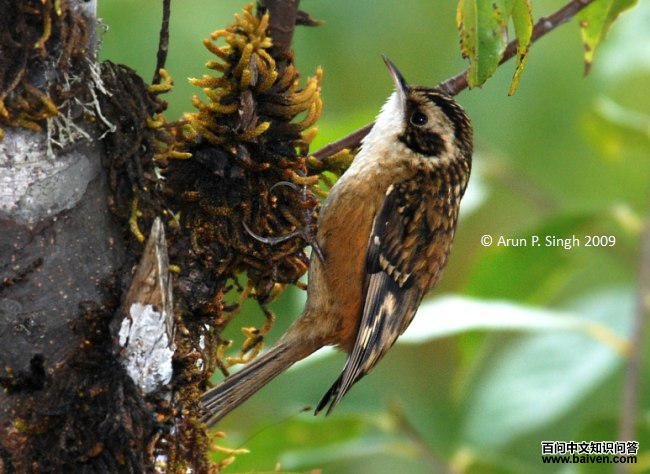 红腹旋木雀 红腹旋木雀的图片
