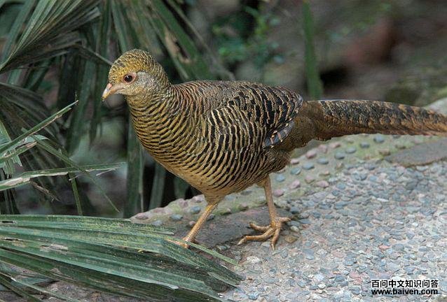 �츹����������