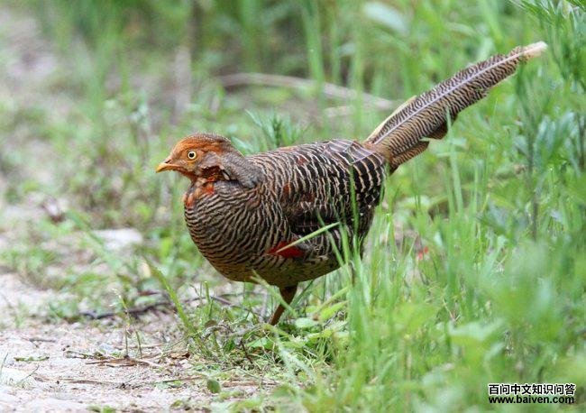 �츹�����������ǳ���