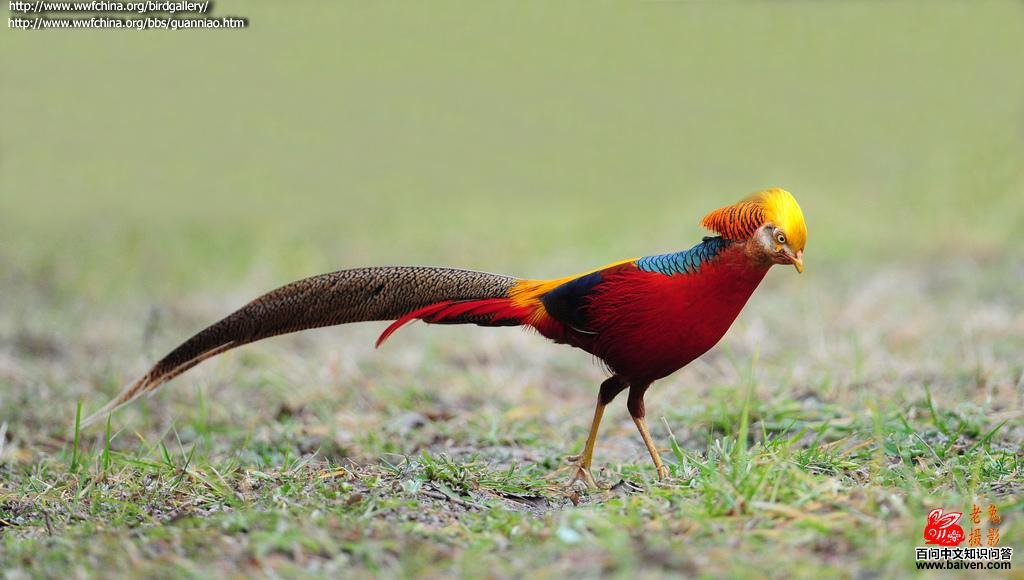 �츹������ͼƬ