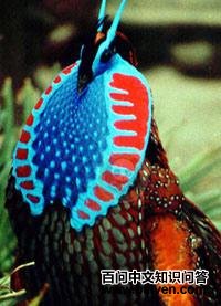 �츹������ͼƬ