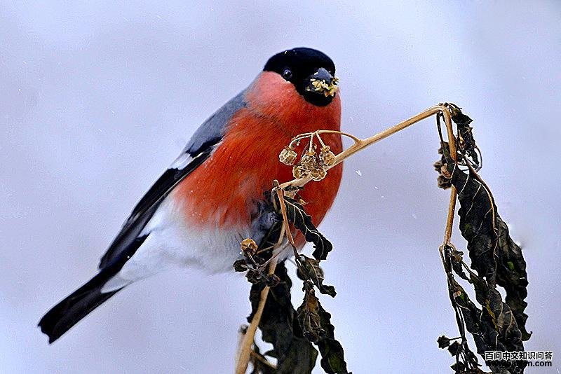 �츹��ȸ��ͼƬ