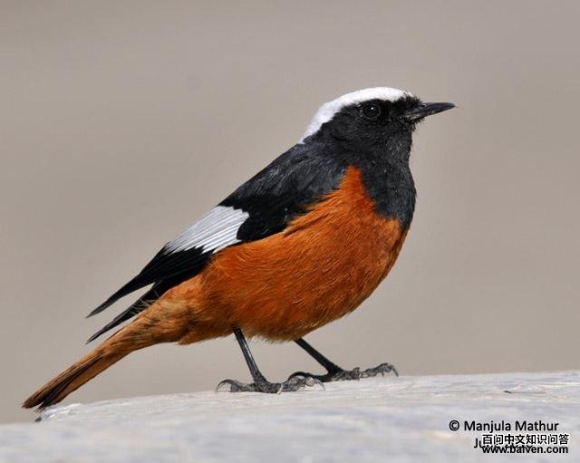 �츹��β��ͼƬ