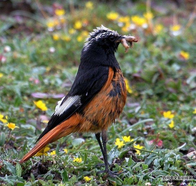 �츹��β𶣺����