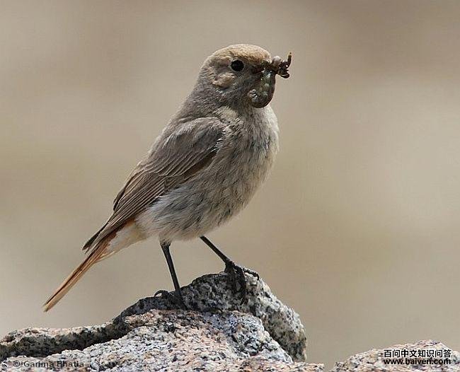 �츹��β𶣺����