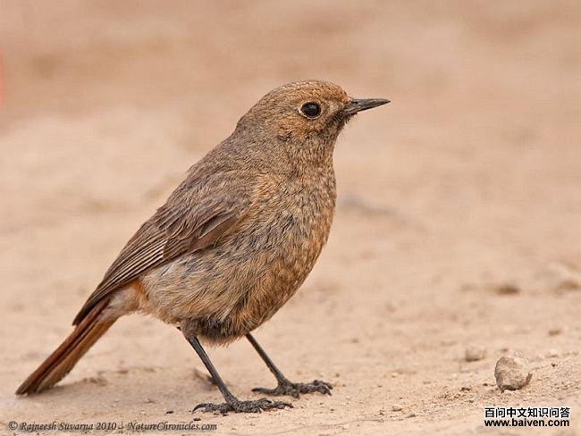 �츹��β𶣺�����ǳ���