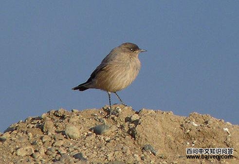 �츹�ذ��l��ͼƬ