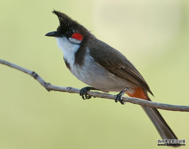 红耳鹎 红耳鹎的图片