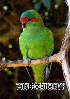 红耳绿吸蜜鹦鹉 红耳绿吸蜜鹦鹉的图片