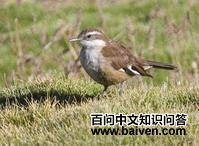 �׳ᶶβ��ȸ��ͼƬ