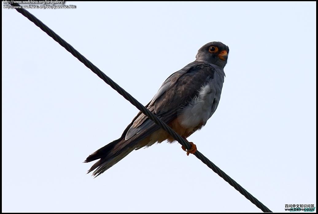 ���¶�����ͼƬ