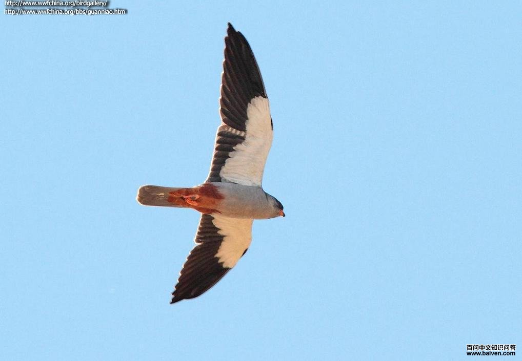 ���¶��������񣬷���ͼ