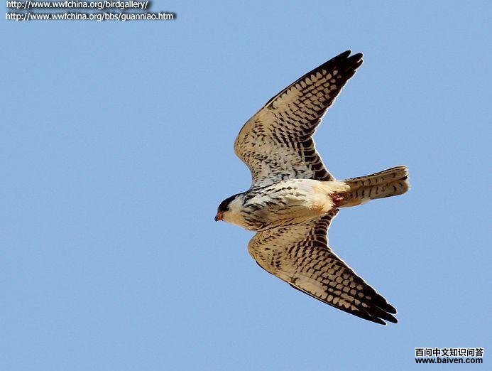 ���¶��������񣬷���ͼ