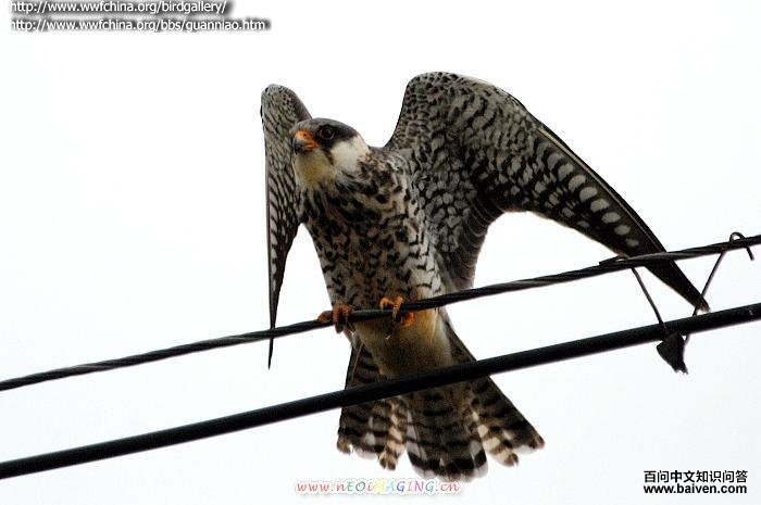 ���¶���