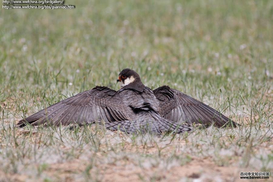 ���¶���