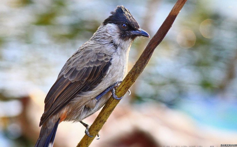 �׺�������