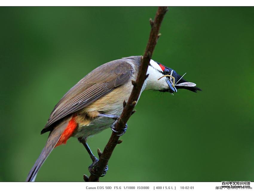 ����ǲ�ʳ���