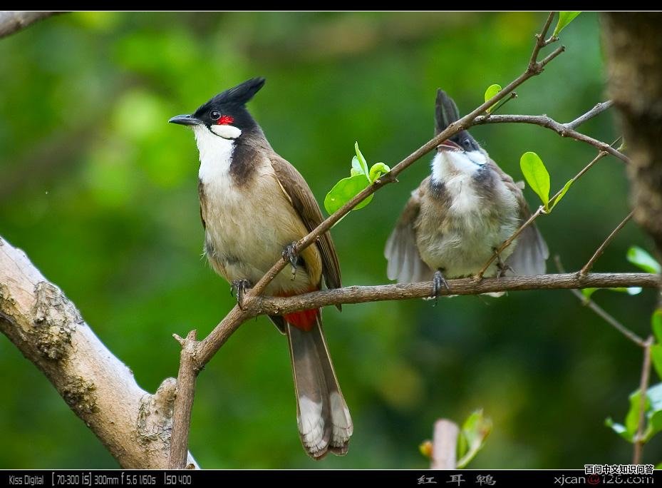 ����ǣ���Ϊ����