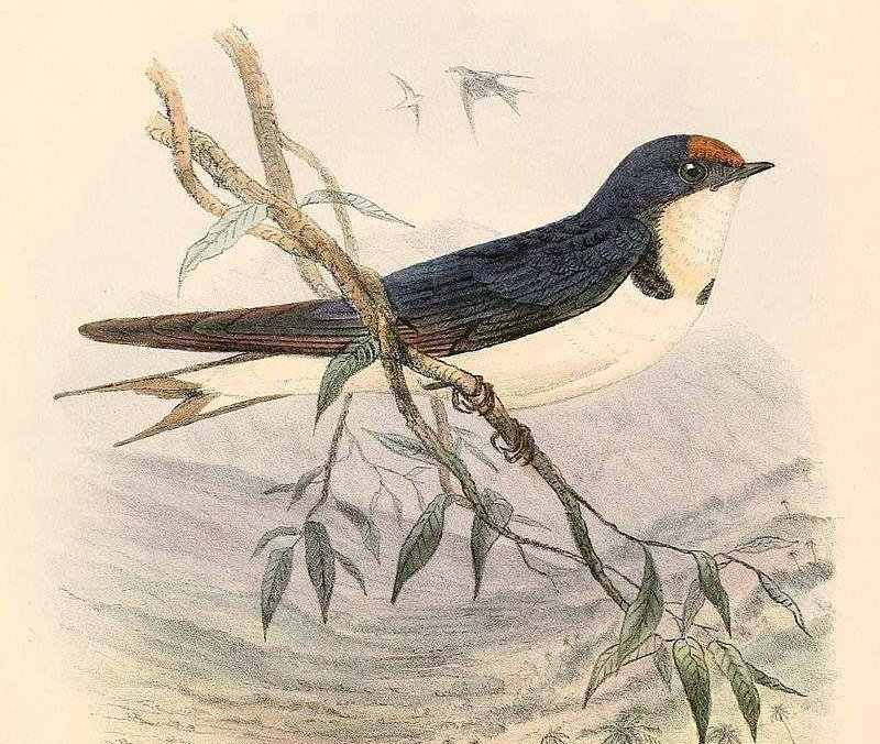 红额燕 红额燕的图片