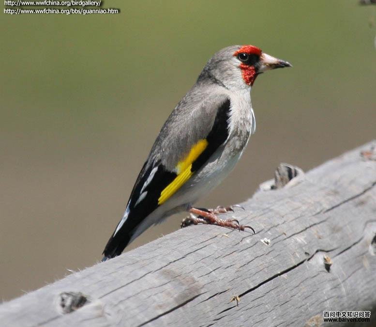 �����ȸ��ͼƬ