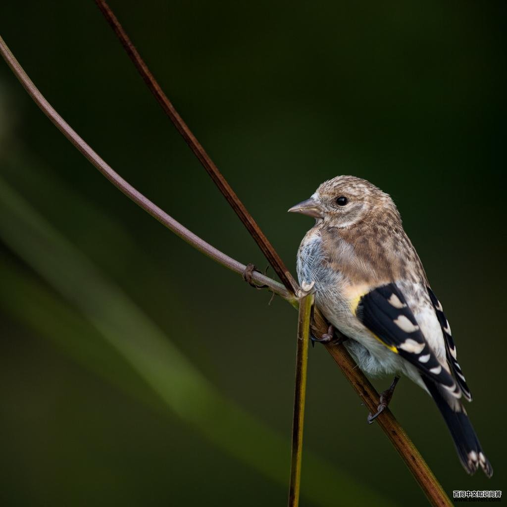 �����ȸ���ǳ���