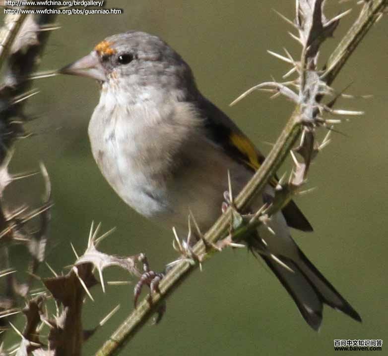 �����ȸ���ǳ���