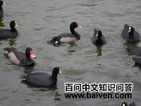 ���Ƕ���ͼƬ