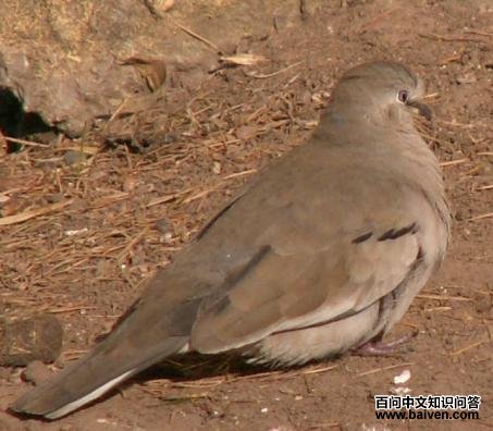 白翅地鸠 白翅地鸠的图片