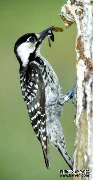 �춥��ľ���ͼƬ