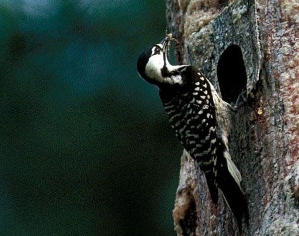 �춥��ľ��