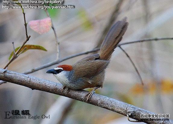 红顶鹛 红顶鹛的图片