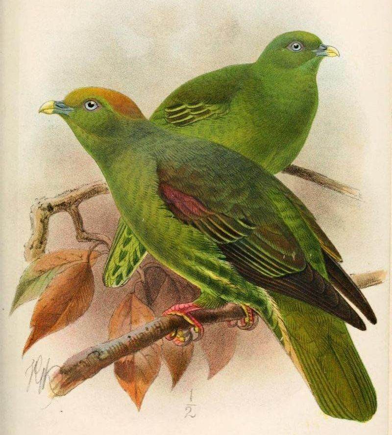 红顶绿鸠 红顶绿鸠的图片