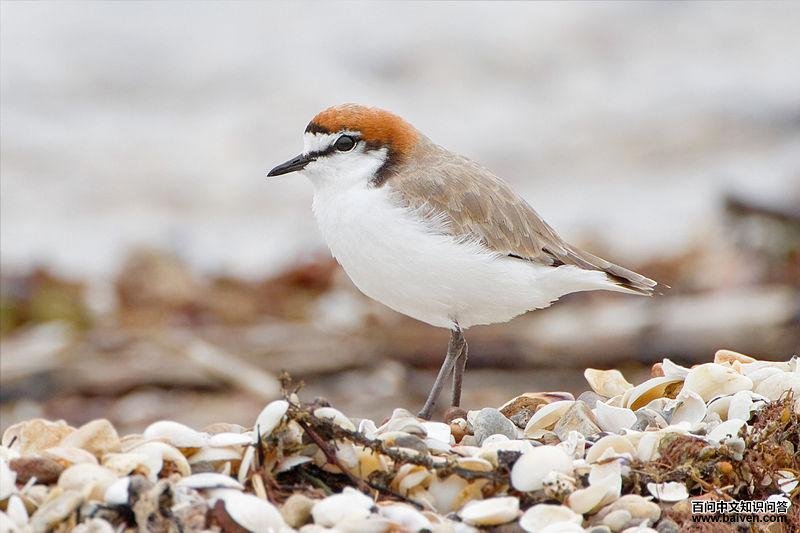 红顶鸻 红顶鸻的图片