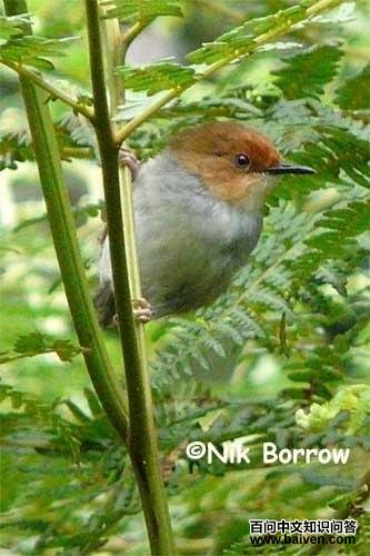 �춥��Ҷݺ��ͼƬ