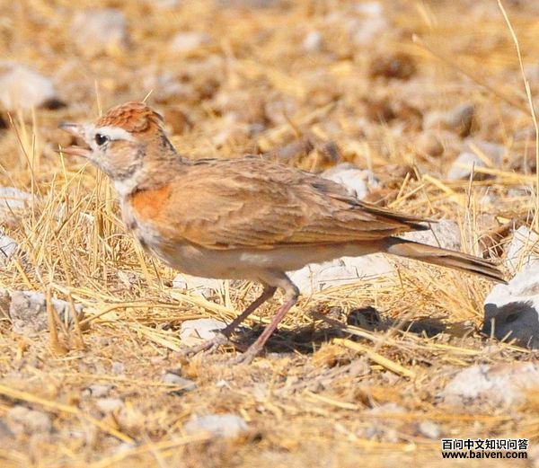 红顶短趾百灵 红顶短趾百灵的图片