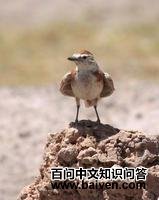 �춥��ֺ����