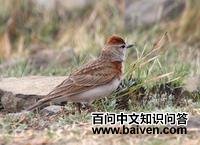 �춥��ֺ����