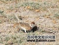 �춥��ֺ����